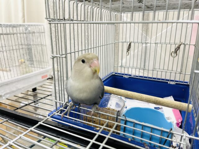 コザクラインコ（小桜インコ）