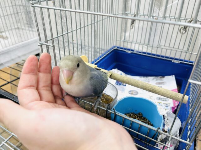 コザクラインコ（小桜インコ）