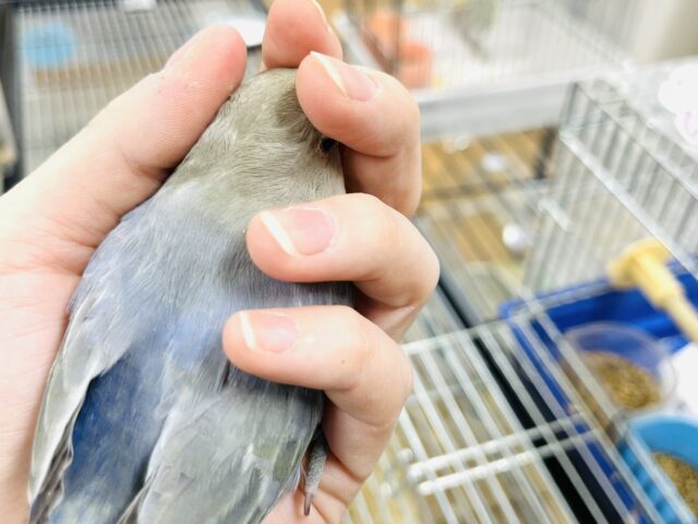 コザクラインコ（小桜インコ）