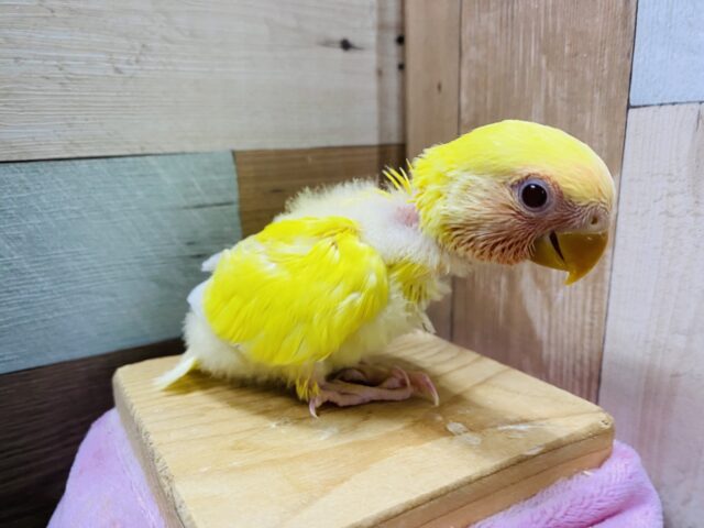 コザクラインコ（小桜インコ）