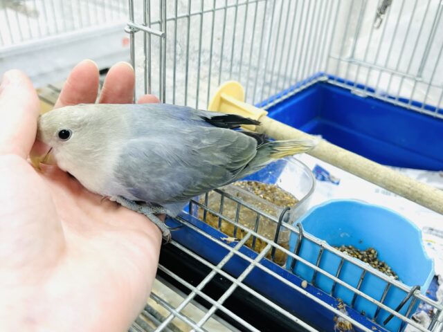 コザクラインコ（小桜インコ）