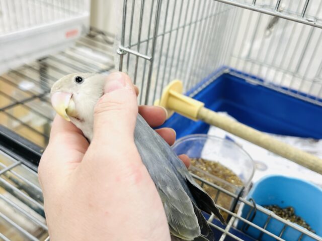 コザクラインコ（小桜インコ）