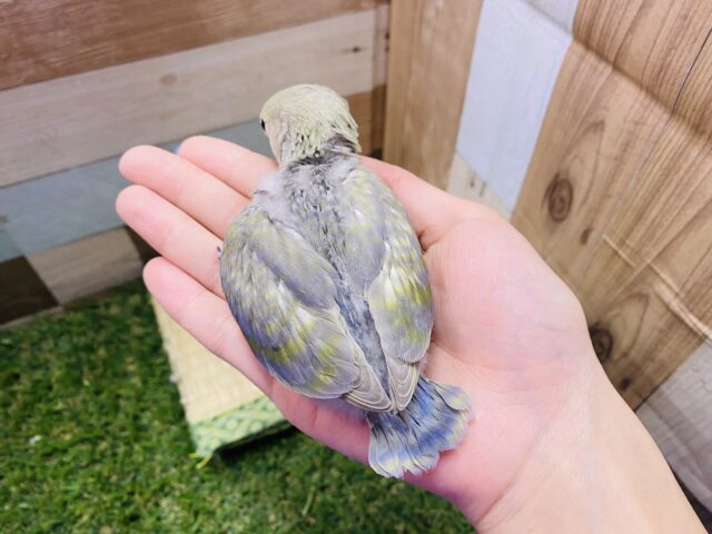 コザクラインコ（小桜インコ）