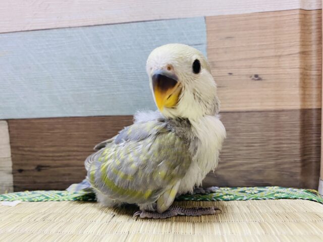 コザクラインコ（小桜インコ）