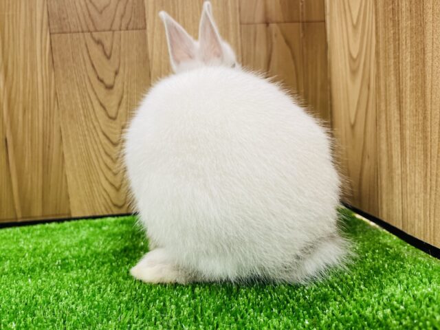 ネザーランドドワーフ