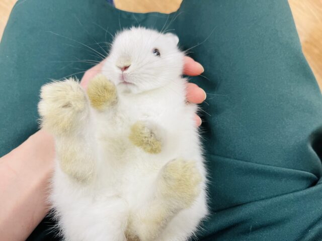 ネザーランドドワーフ