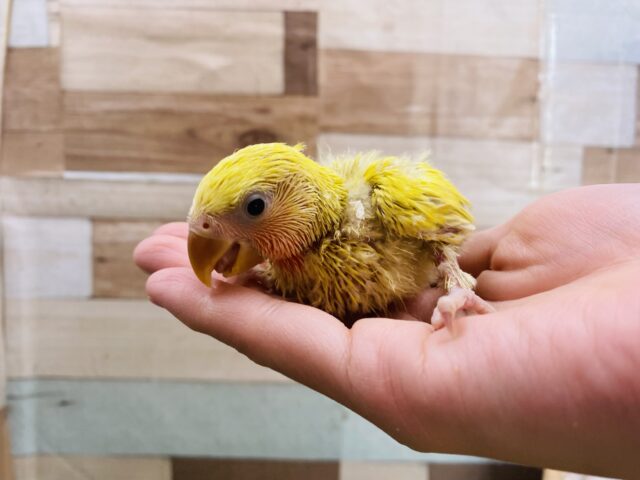 コザクラインコ（小桜インコ）