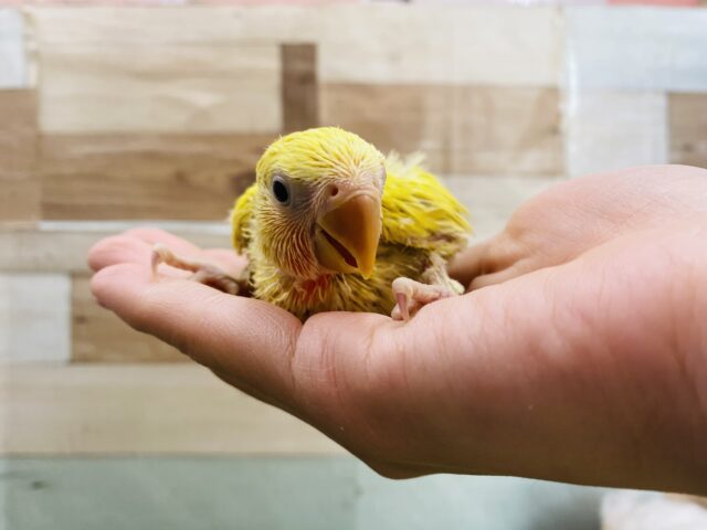 コザクラインコ（小桜インコ）