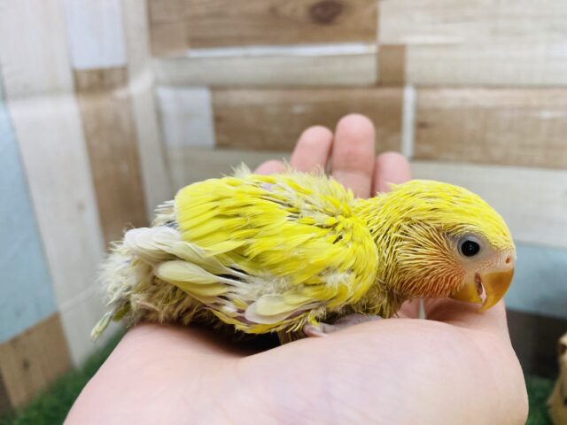 コザクラインコ（小桜インコ）