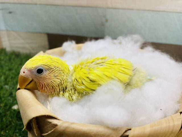 コザクラインコ（小桜インコ）