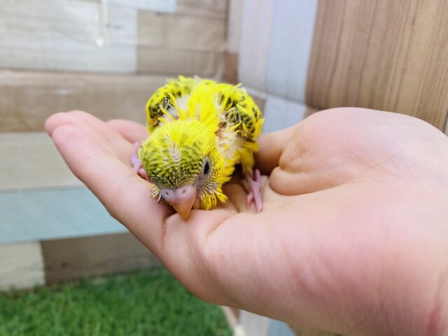 セキセイインコ