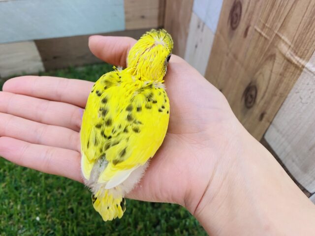 セキセイインコ