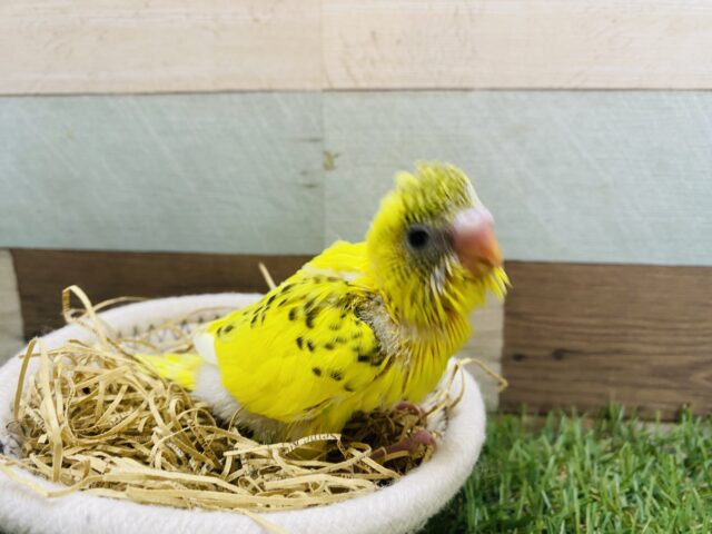 セキセイインコ