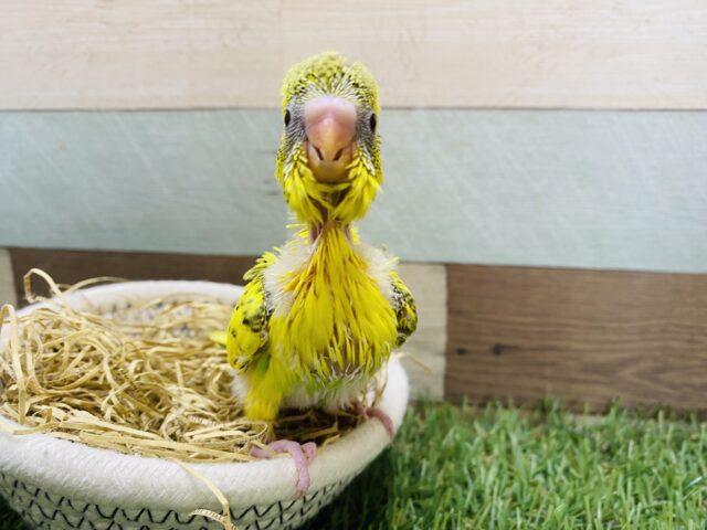 セキセイインコ