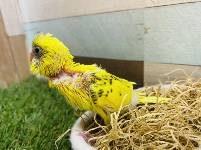 セキセイインコ