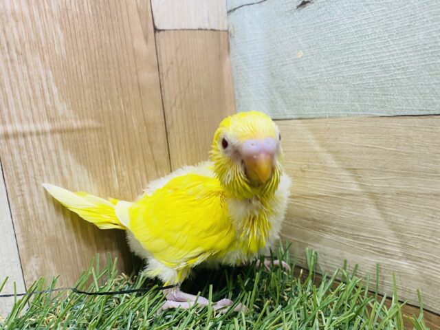 セキセイインコ