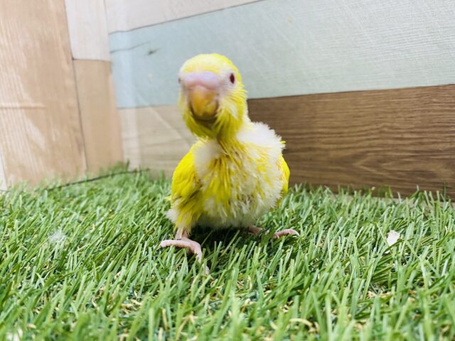 セキセイインコ