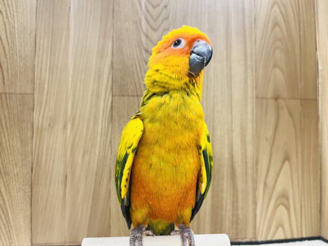 コガネメキシコインコ