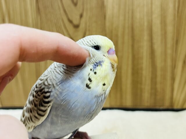 ジャンボセキセイインコ