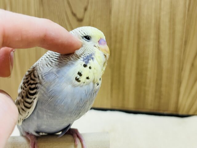 ジャンボセキセイインコ