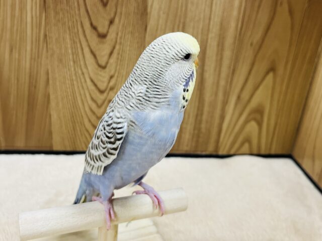 ジャンボセキセイインコ