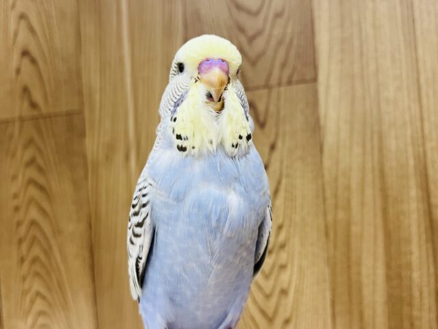 ジャンボセキセイインコ