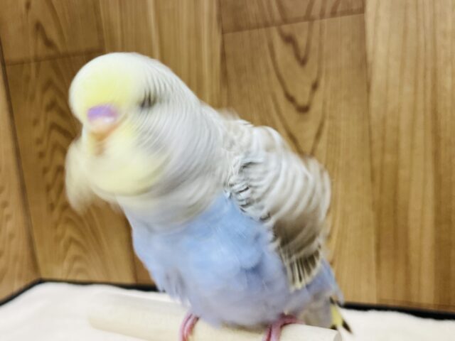 ジャンボセキセイインコ