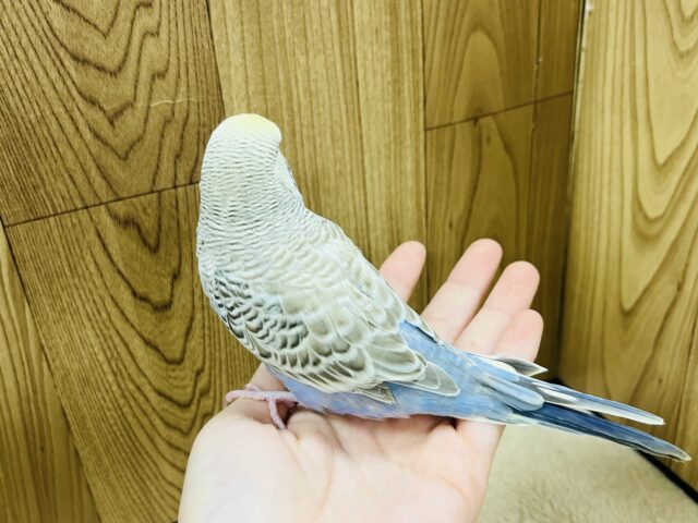 ジャンボセキセイインコ