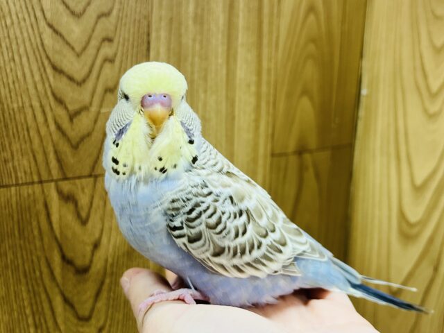 ジャンボセキセイインコ