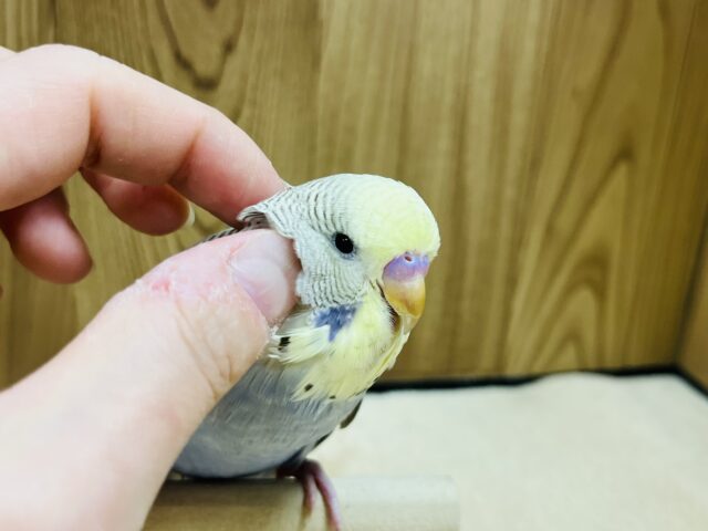 ジャンボセキセイインコ