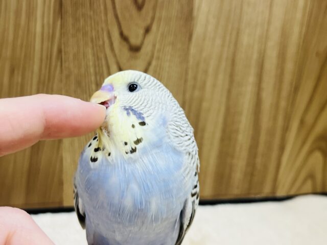 ジャンボセキセイインコ