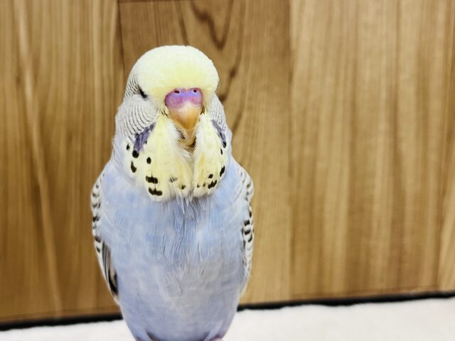 ジャンボセキセイインコ