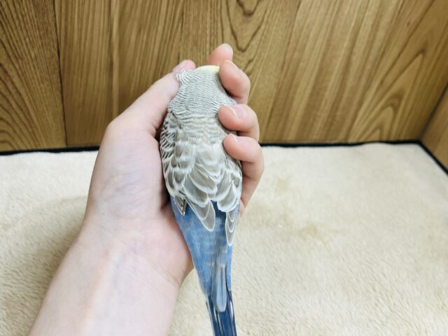ジャンボセキセイインコ
