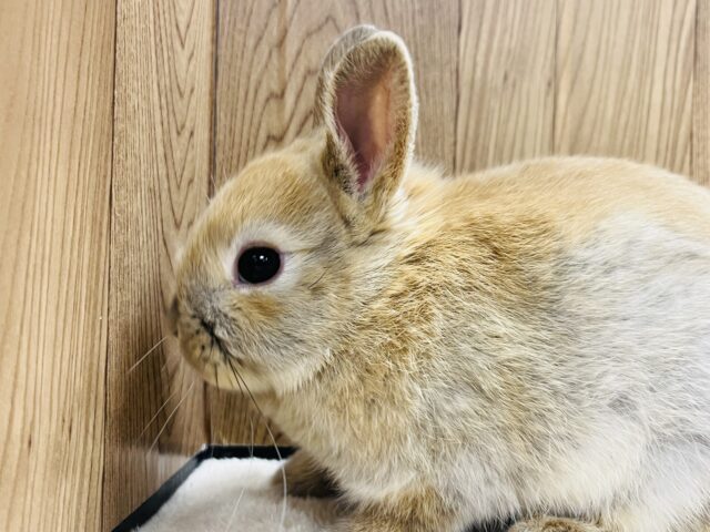 ネザーランドドワーフ