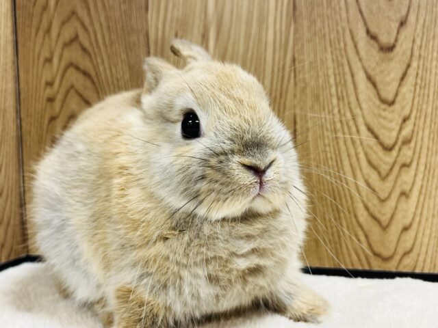 ネザーランドドワーフ