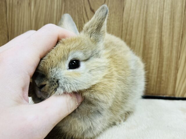 ネザーランドドワーフ