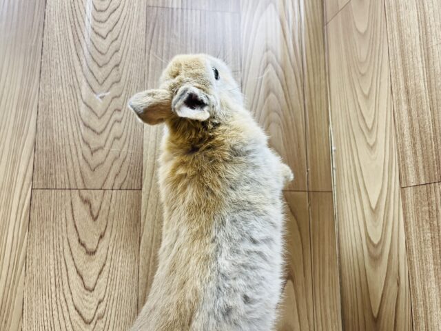 ネザーランドドワーフ