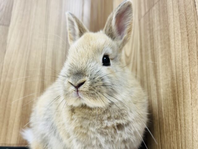 ネザーランドドワーフ