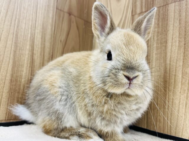 ネザーランドドワーフ