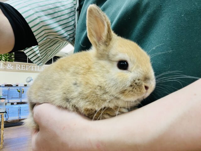 ネザーランドドワーフ