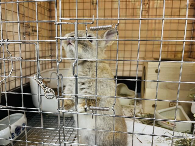 ネザーランドドワーフ