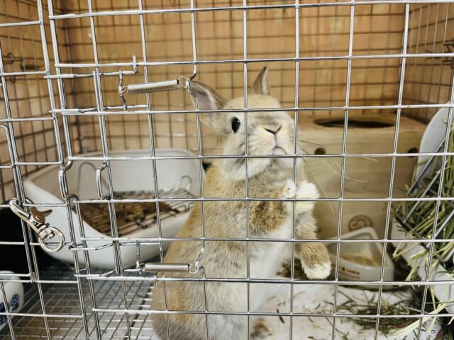 ネザーランドドワーフ