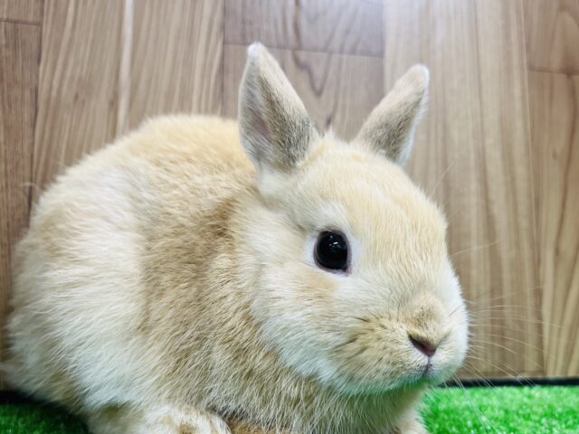 ネザーランドドワーフ