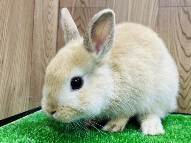 ネザーランドドワーフ