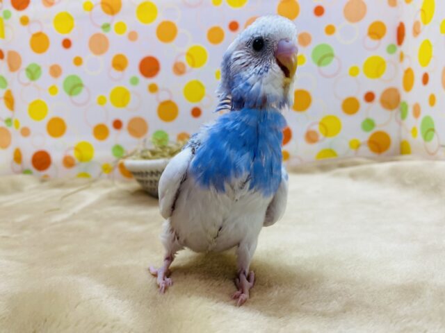 セキセイインコ