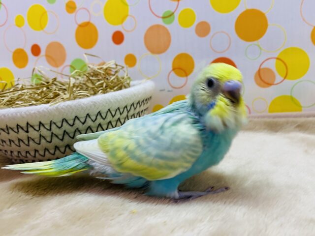 セキセイインコ