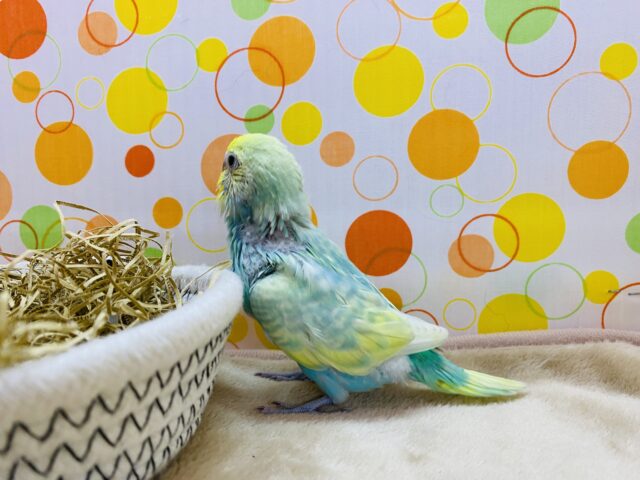 セキセイインコ