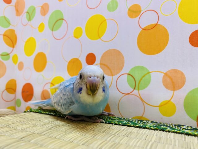 セキセイインコ