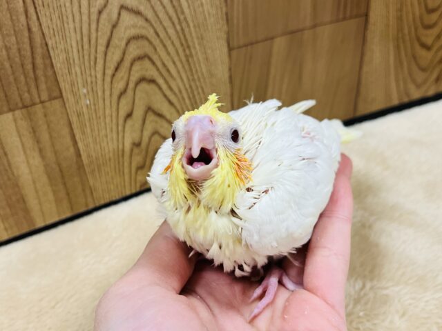 オカメインコ