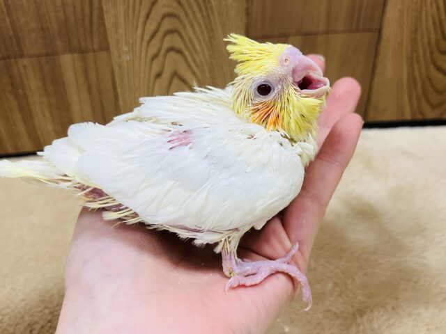 オカメインコ